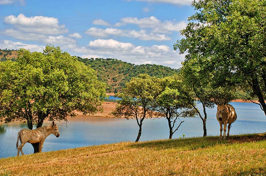 Arriba y Abajo. Turismo rural en Zufre, Sierra de Aracena